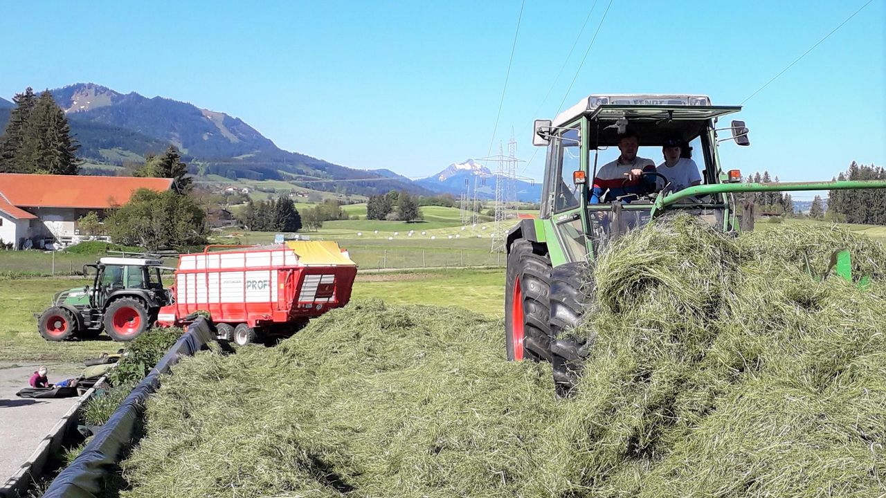 bei der Ernte bei der Ernte